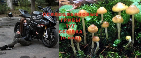 крисы Белоозёрский